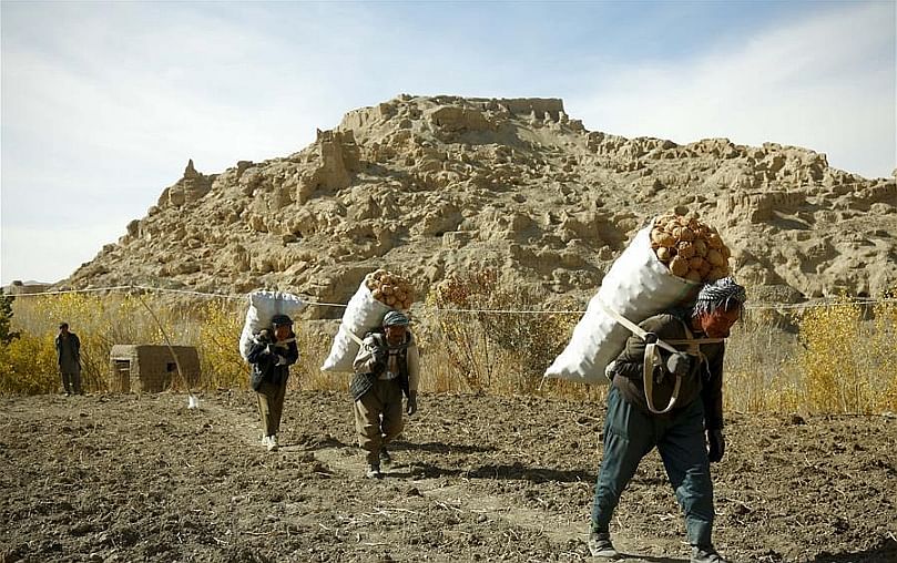 Afghan farmers carry sacks of potatoes in Bamyan province, central Afghanistan, Oct. 23, 2018. (Xinhua/Noor Azizi) (Courtesy: Xinhua/Noor Azizi)