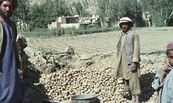 Afghan Agriculture Ministry builds 500 additional potato storages in Bamyan