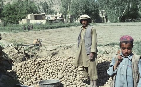 Collecting potatoes in Afghanistan 
