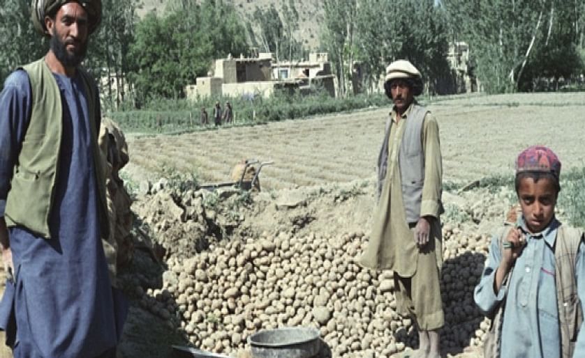 Collecting potatoes in Afghanistan 