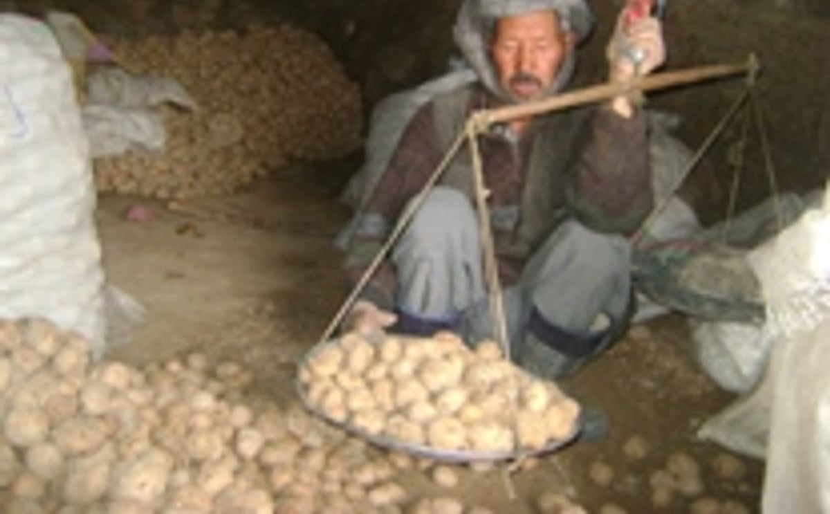 Afghanistan potato farmer (Source: IRIN News) Afghanistan potato farmer (Source: IRIN News)