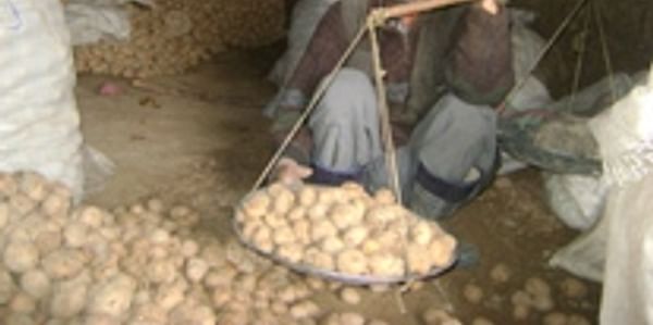 Afghanistan potato farmer (Source: IRIN News)