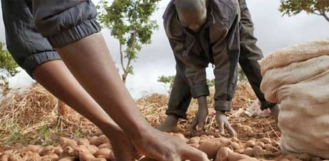 Potato organizations seek to leverage potatoes to address malnutrition in Africa