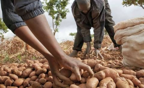 Potato organizations on Monday called for deliberate efforts to increase potato and sweet potatoes production for sustainable nutritious food systems in Africa. Potato organizations on Monday called for deliberate efforts to increase potato and sweet potatoes production for sustainable nutritious food systems in Africa.