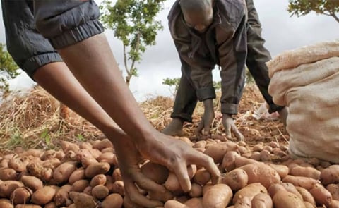 Potato organizations on Monday called for deliberate efforts to increase potato and sweet potatoes production for sustainable nutritious food systems in Africa. Potato organizations on Monday called for deliberate efforts to increase potato and sweet potatoes production for sustainable nutritious food systems in Africa.