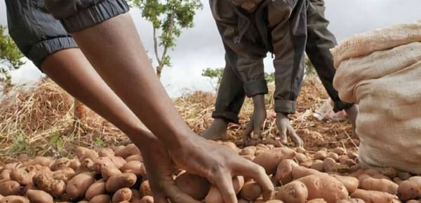 Potato organizations seek to leverage potatoes to address malnutrition in Africa