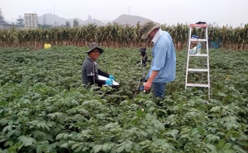 After simulating water stress on potato plants, the researchers measure the canopy temperature. (Courtesy: J. Rinza/CIP) After simulating water stress on potato plants, the researchers measure the canopy temperature. Courtesy: J. Rinza/CIP
