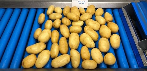 Francia: 'Esperamos unos meses complicados en el mercado de la patata.'