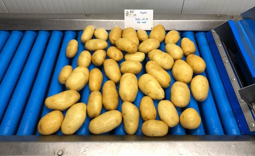 Francia: 'Esperamos unos meses complicados en el mercado de la patata.'
