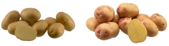 Agrico's potato varieties Agata (left) and Carolus (right).