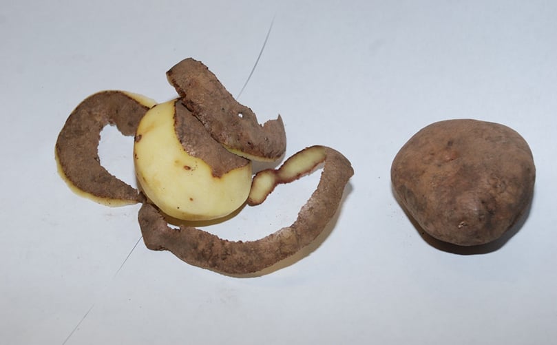 El déficit de calcio genera diversos desórdenes fisiológicos, como la aparición de manchas marrones internas, rajado y corazón hueco. El déficit de calcio genera diversos desórdenes fisiológicos, como la aparición de manchas marrones internas, rajado y corazón hueco.