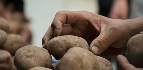 Models would help estimate nutrients required by potato crops.