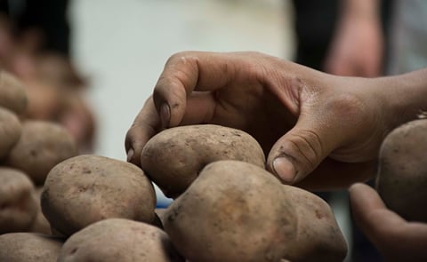 The study characterised the consumption and distribution of calcium, magnesium and sulfur in different potato varieties. (Courtesy: Unimedios archive). The study characterised the consumption and distribution of calcium, magnesium and sulfur in different potato varieties. (Courtesy: Unimedios archive).