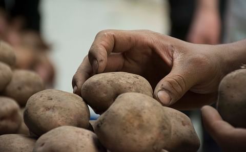 The study characterised the consumption and distribution of calcium, magnesium and sulfur in different potato varieties. (Courtesy: Unimedios archive).