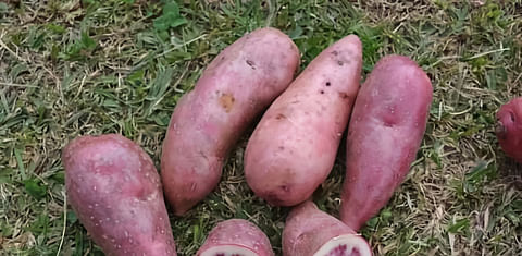 Primera cosecha de papas antioxidantes en Colombia