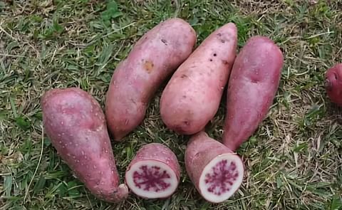 Primera cosecha de papas antioxidantes en Colombia Primera cosecha de papas antioxidantes en Colombia