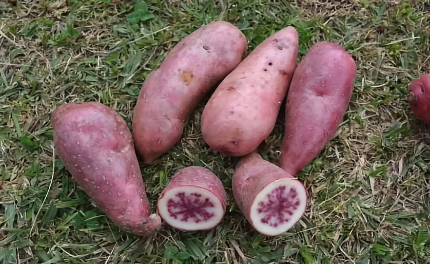 Primera cosecha de papas antioxidantes en Colombia