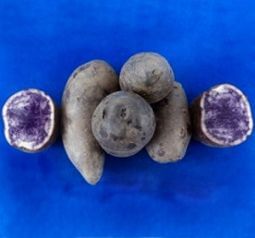 Buscan en Colombia darle color a las papas