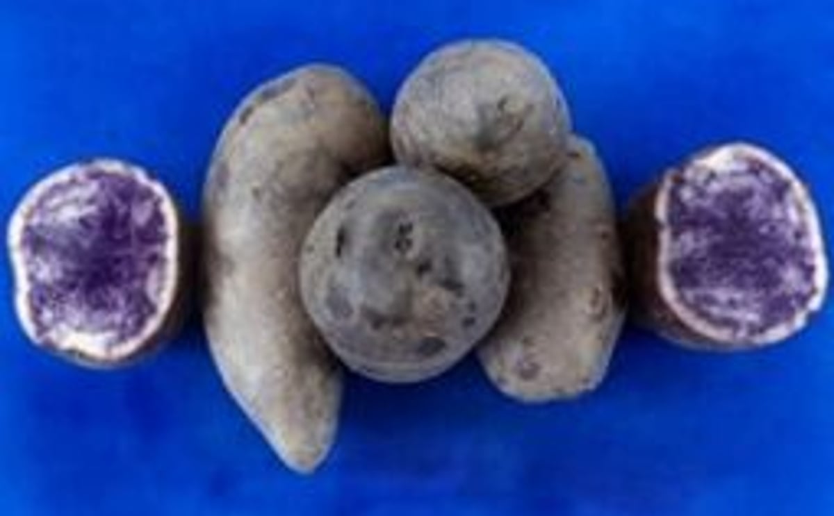Buscan en Colombia darle color a las papas Buscan en Colombia darle color a las papas