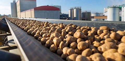 Longest ever starch potato processing campaign: AGRANA processed a record quantity of 322,000 metric tons of starch potatoes in 189 days