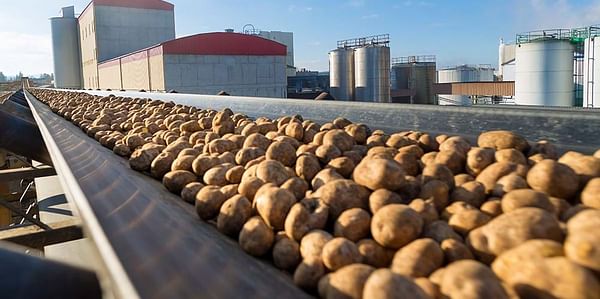 Longest ever starch potato processing campaign: AGRANA processed a record quantity of 322,000 metric tons of starch potatoes in 189 days