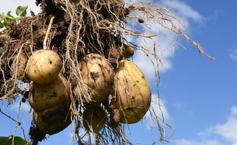 Agrico expects to achieve a considerably higher price Agrico expects to achieve a considerably higher price