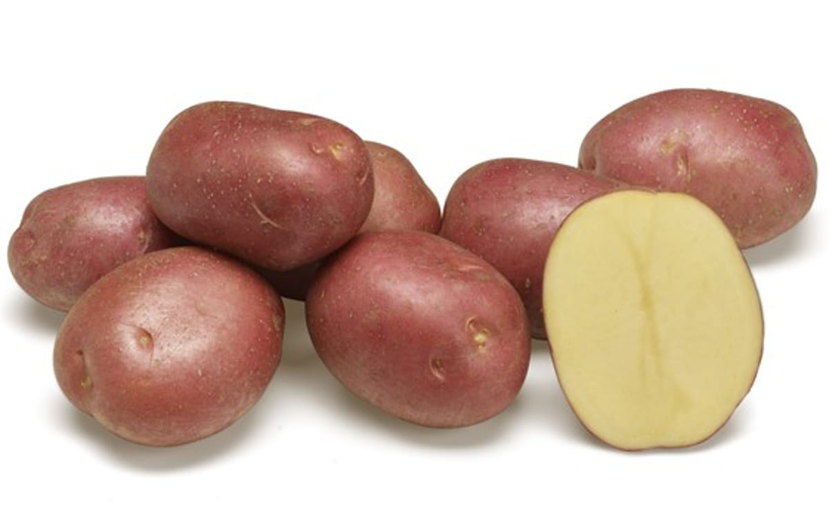 Agostino (SW 10-1170)