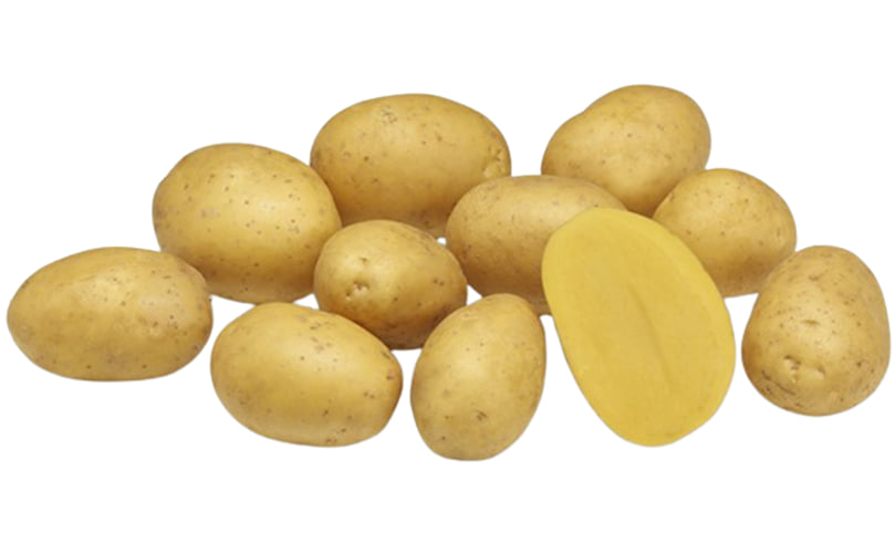 Aztec Gold (ARD 10-5206) Aztec Gold (ARD 10-5206)
