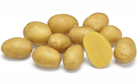 Aztec Gold (ARD 10-5206) Aztec Gold (ARD 10-5206)