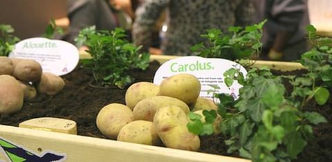 Het aardappelras Carolus