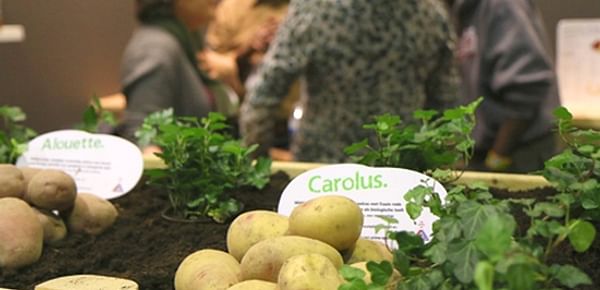 Het aardappelras Carolus