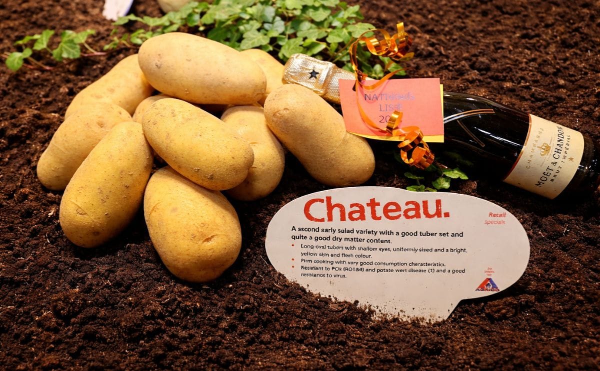 Agrico presenteert maar liefst tien nieuwe rassen tijdens de rassenshow dit jaar. Chateau is een van de nieuwe aardappel rassen.