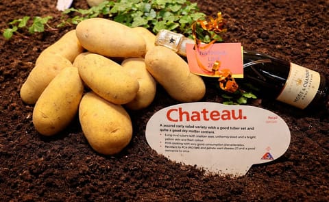 Agrico presenteert maar liefst tien nieuwe rassen tijdens de rassenshow dit jaar. Chateau is een van de nieuwe aardappel rassen. Agrico presenteert maar liefst tien nieuwe rassen tijdens de rassenshow dit jaar. Chateau is een van de nieuwe aardappel rassen.