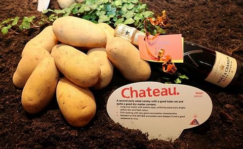 Agrico presenteert maar liefst tien nieuwe rassen tijdens de rassenshow dit jaar. Chateau is een van de nieuwe aardappel rassen. Agrico presenteert maar liefst tien nieuwe rassen tijdens de rassenshow dit jaar. Chateau is een van de nieuwe aardappel rassen.