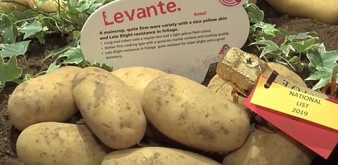 Agrico shows &#039;Next Generation&#039; potato varieties at Fruit Logistica