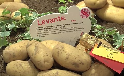 Agrico's 'Next generation' portfolio currently has a suitable potato variety for practically every segment. In addition to the pioneer in the range Carolus, the assortment offers Alouette, Levante (shown), Twister, Twinner, Ardeche and Nofy.