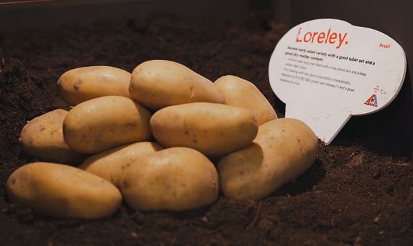 Potato breeder Agrico highlights Quality at Fruit Logistica