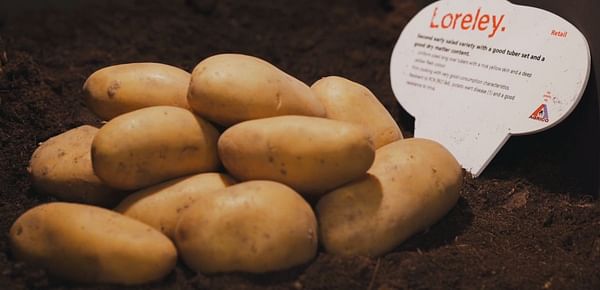 Potato breeder Agrico highlights Quality at Fruit Logistica
