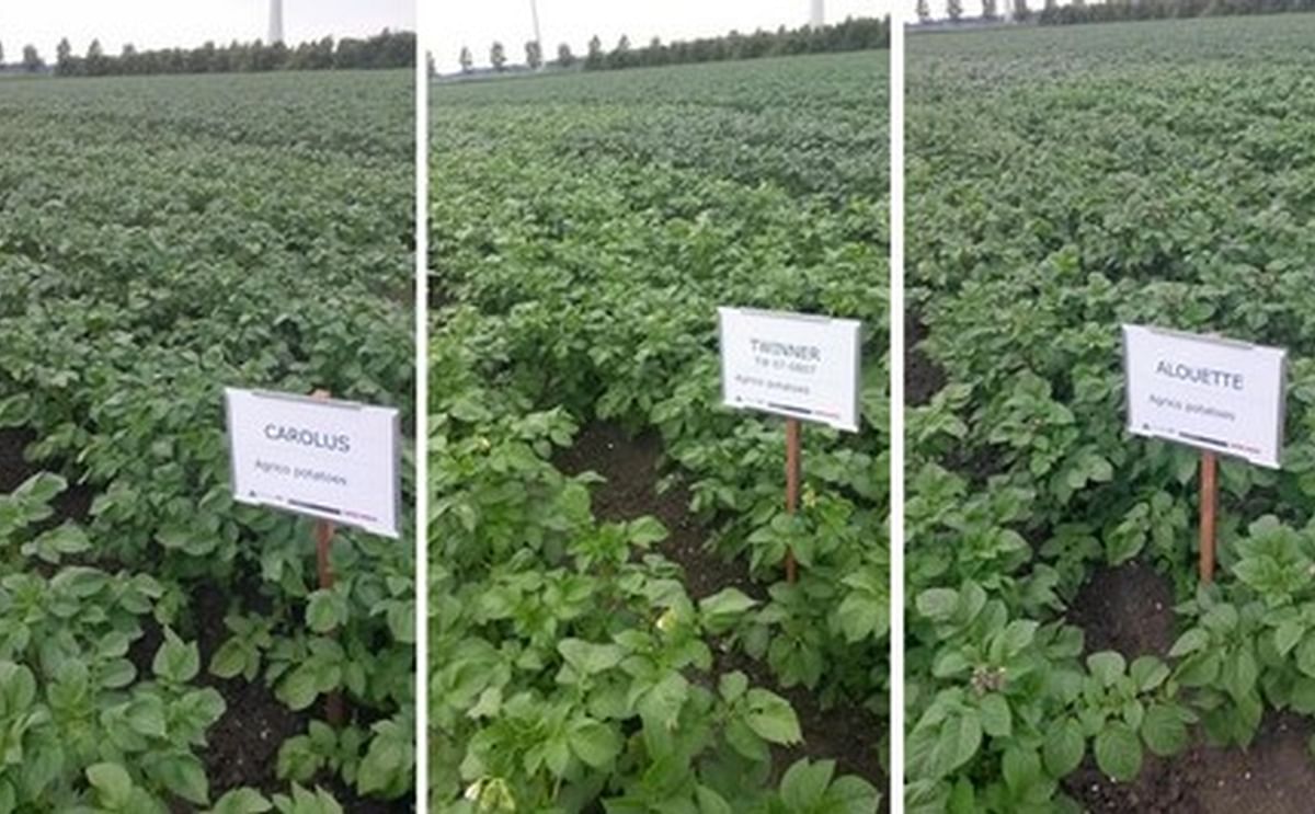 Three of Agrico's proprietary potato varieties with a high resistency against Phytophthora infestans: Carolus, Twinner and Alouette