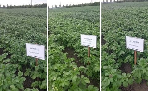 Three of Agrico's proprietary potato varieties with a high resistency against Phytophthora infestans: Carolus, Twinner and Alouette Three of Agrico's proprietary potato varieties with a high resistency against Phytophthora infestans: Carolus, Twinner and Alouette