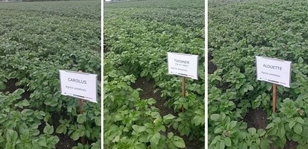 Extreme rainfall triggers first cases of potatoes with Phytophthora in The Netherlands