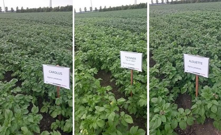 Three of Agrico's proprietary potato varieties with a high resistency against Phytophthora infestans: Carolus, Twinner and Alouette