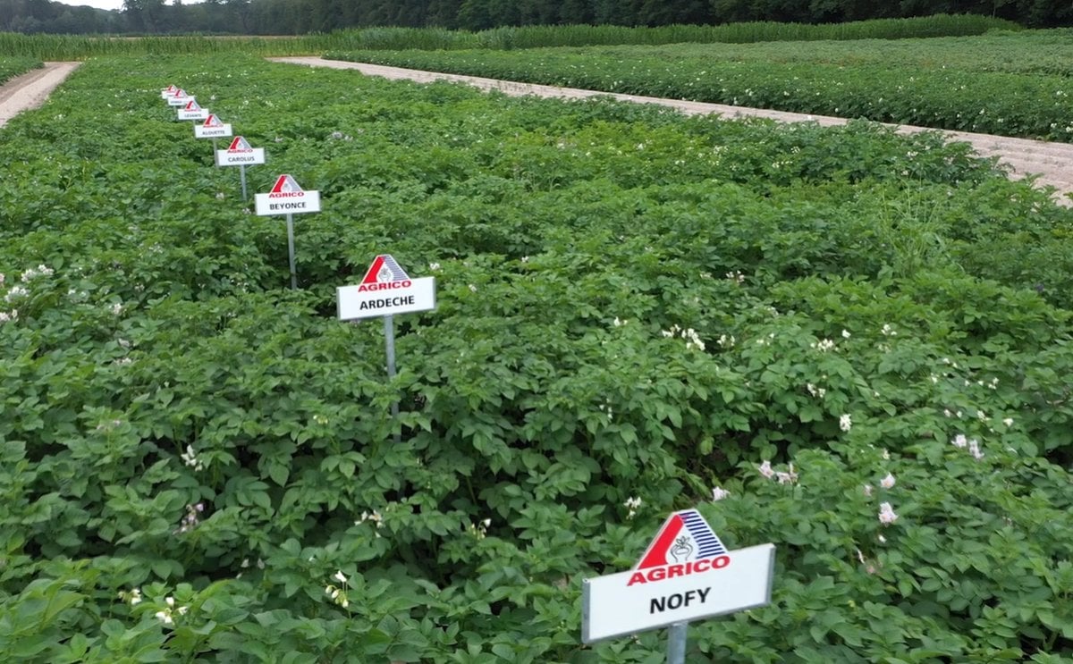 Agrico's Next Generation potato varieties now available on its online platform Agrico's Next Generation potato varieties now available on its online platform