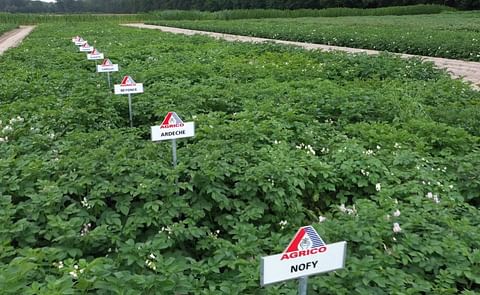 Agrico's Next Generation potato varieties now available on its online platform agricopotatoes.com Agrico's Next Generation potato varieties now available on its online platform agricopotatoes.com
