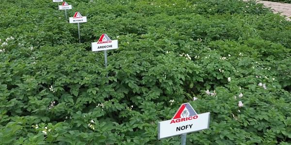 Agrico's Next Generation potato varieties now available on its online platform