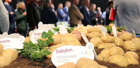 Agrico presents new potato varieties during Meet and Greet event
