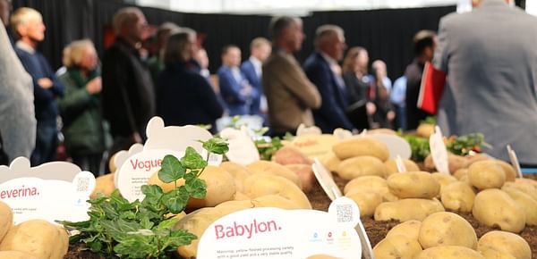 Agrico presents new potato varieties during Meet and Greet event