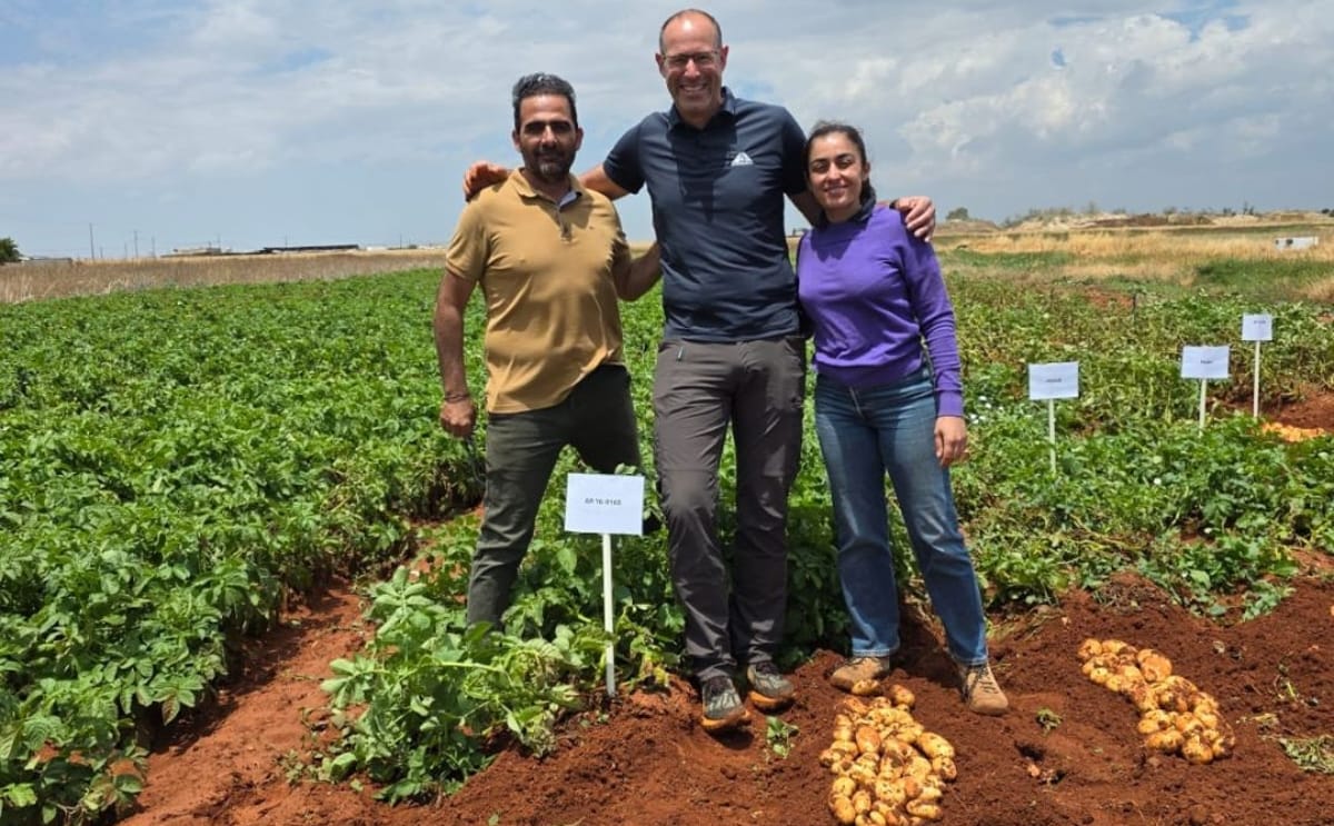 Agrico representatives and partners from Optimus Land visit potato trial fields in Cyprus, where several varieties demonstrated strong performance despite challenging weather conditions. Agrico representatives and partners from Optimus Land visit potato trial fields in Cyprus, where several varieties demonstrated strong performance despite challenging weather conditions.