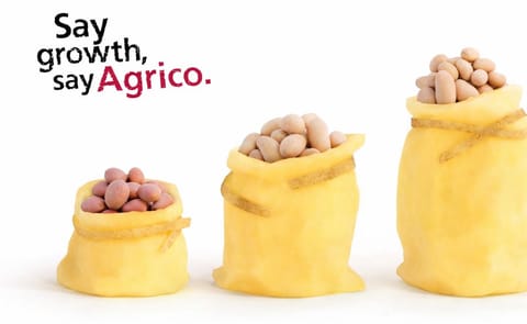 Agrico sees sales grow in tons of seed potatoes Agrico sees sales grow in tons of seed potatoes