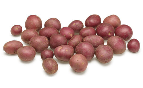 Stacey (SW 11-2363) Stacey (SW 11-2363)